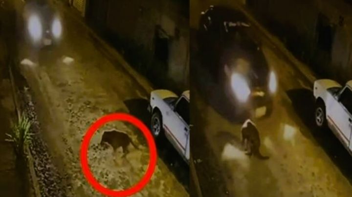 Automóvil pasa por encima de un perrito en Ecuador; responsables se burlan: VIDEO