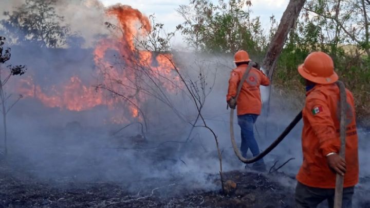 Incendio acaba con 15 hectáreas del 'oro verde' en Oxkutzcab