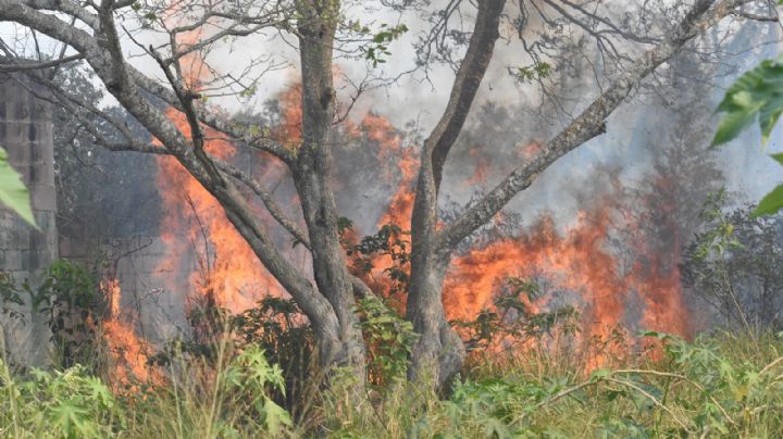 Conafor, Quintana Roo y Campeche buscan controlar incendio en los límites de ambos Estados