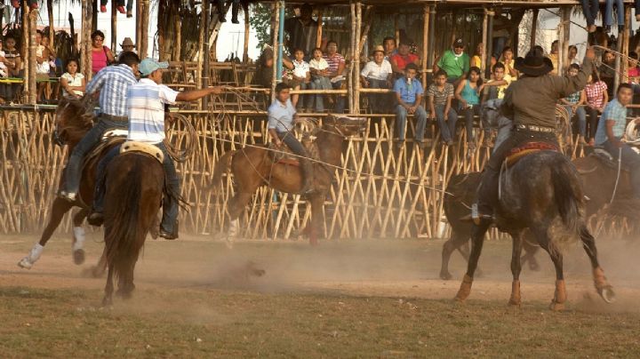 Torneos de lazo en Yucatán, un negocio de alcohol y drogas en el marco del maltrato animal
