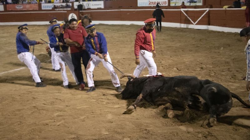 Animalistas de Yucatán piden adecuar leyes por el 'biocidio' en las corridas de toros