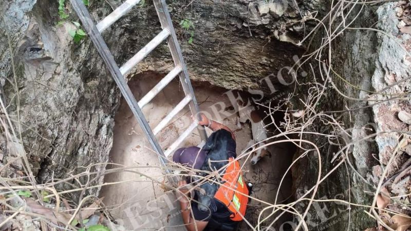 Rescatan a dos perros de una cueva de más de cuatro metros en Tekax