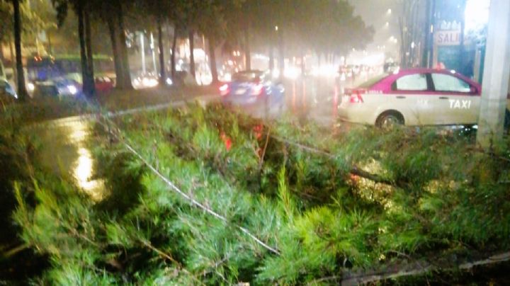 Lluvias dejan 14 encharcamientos y 5 árboles caídos en CDMX