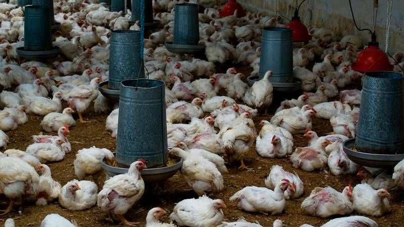 EU confirma primer caso humano de gripe aviar H5