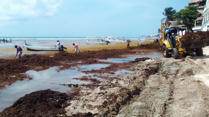 Detenidos pagan deuda con la justicia al recoger sargazo en Playa del Carmen