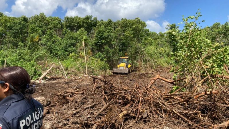 Otro ecocidio en Q.Roo: Devastan manglares en terrenos de Cozumel