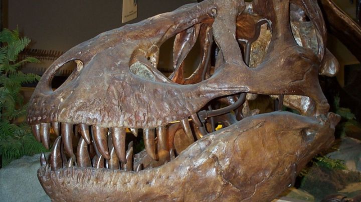 Parque Jurásico de Progreso: Conoce al dinosaurio gigante que habitó la tierra antes del meteorito