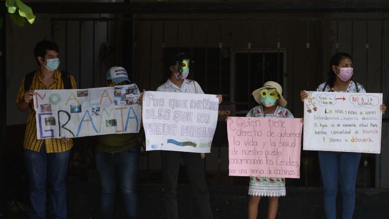 Frenan 'cochinero' en Yucatán: Granjas porcícolas de Homún y Sitilpech se mantendrán cerradas