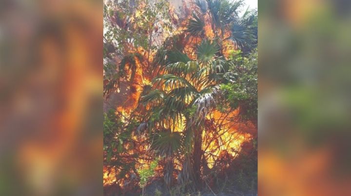 Van cinco incendios forestales en Playa del Carmen; uno consumió 20 hectáreas