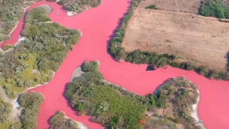 Laguna La Salina de Oaxaca se pinta de rosa por un motivo muy peculiar