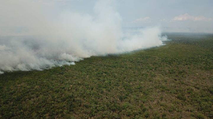 Incendio en la comunidad de Uxuxubi en Playa del Carmen acaba con 130 hectáreas de selva