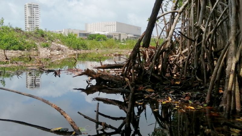 Quintana Roo, último lugar nacional en uso sustentable de recursos naturales: IMCO