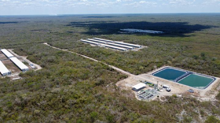 Defensores de los cenotes de Homún esperan cierre definitivo de la megagranja de Kekén