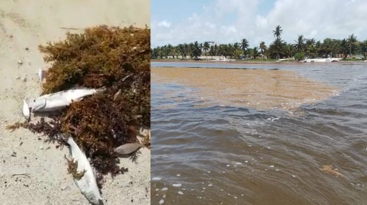 Acumulación de sargazo causa muerte de peces en Mahahual: FOTOS