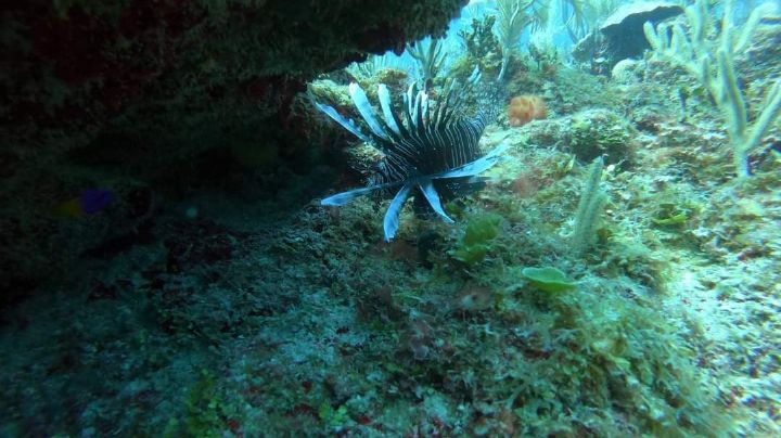 Pez León, de especie invasora en Arrecife Alacranes, a materia prima para realizar pulseras