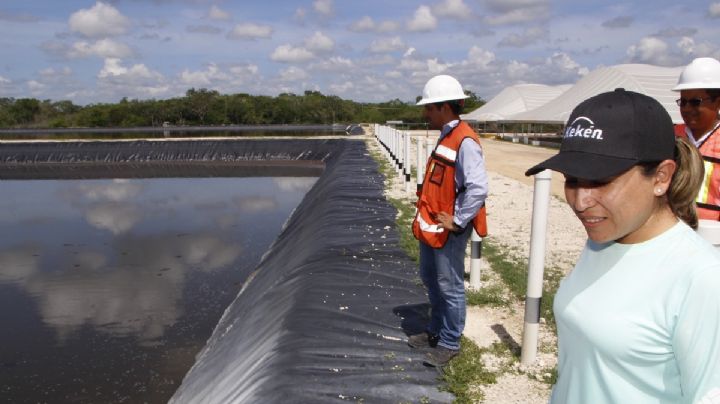 Kekén utiliza aparceras de cerdos para deslindarse de daño ambiental en Yucatán