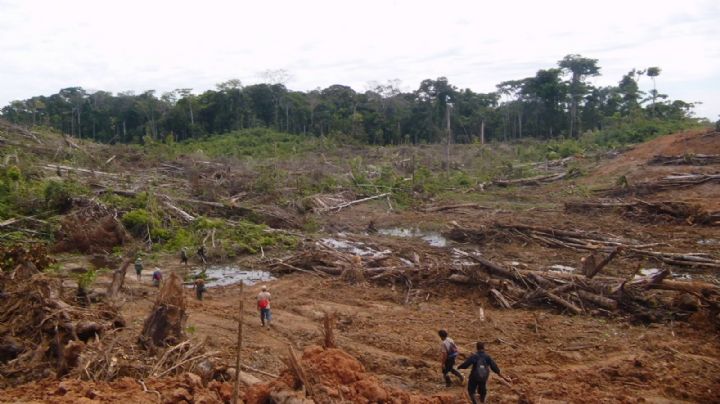 Campeche pierde más de 38 mil hectáreas forestales cada año: Global Forest Watch
