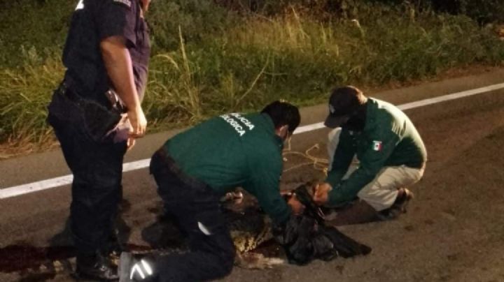 Cocodrilo muere tras ser atropellado por un vehículo en la carretera Progreso-Mérida