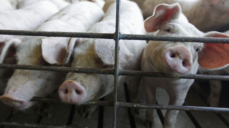Megafábricas de cerdos en Yucatán: Voces internacionales exigen el cierre de granjas