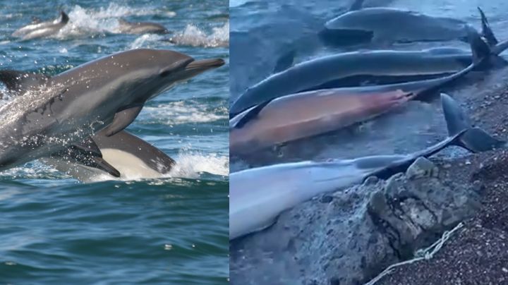 Investigan muerte de 30 delfines en costas de Baja California Sur