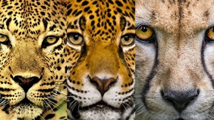 ¿Cómo diferenciar a felinos de México, como el jaguar y leopardo con un guepardo africano?