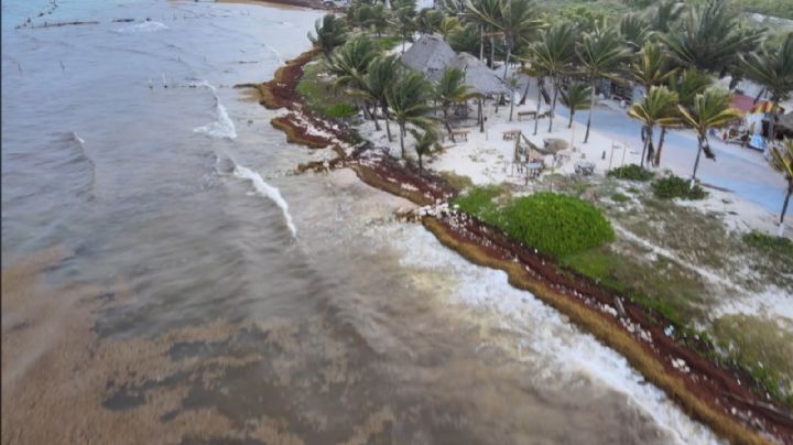 Sargazo 'da tregua' al Sur de Quintana Roo: Prevén disminución de recale en los próximos días