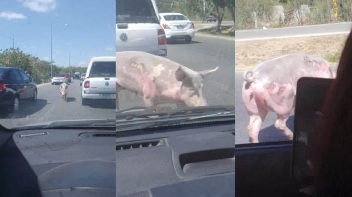 Cerdo provoca tráfico en el Periférico de Mérida: VIDEO