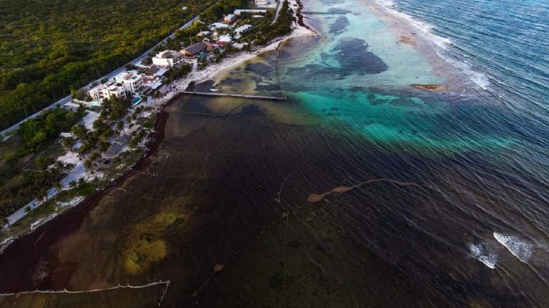 Surada causa acumulación de sargazo en playas de Mahahual, al Sur de Quintana Roo