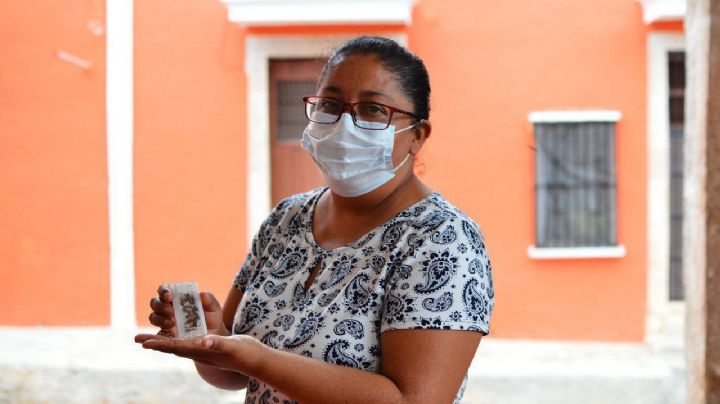 Apicultores de Yucatán reciben 350 paquetes de abejas reina