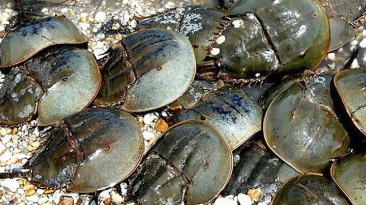 Cacerolitas del mar, la especie poco valorada en Yucatán que sirve para tratar el cáncer y VIH