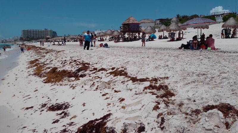 Sargazo ahuyenta a bañistas de Playa Delfines en Cancún, Quintana Roo: EN VIVO