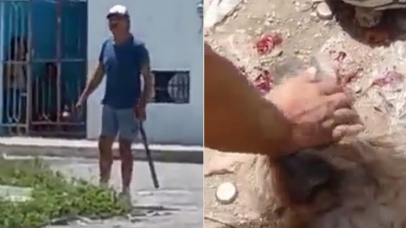 Hombre mata de un palazo a un perrito en la colonia Canto en Mérida: VIDEO