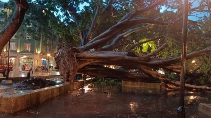 Cae un árbol en Oaxaca que tenía más de 100 años de vida a causa de las lluvias