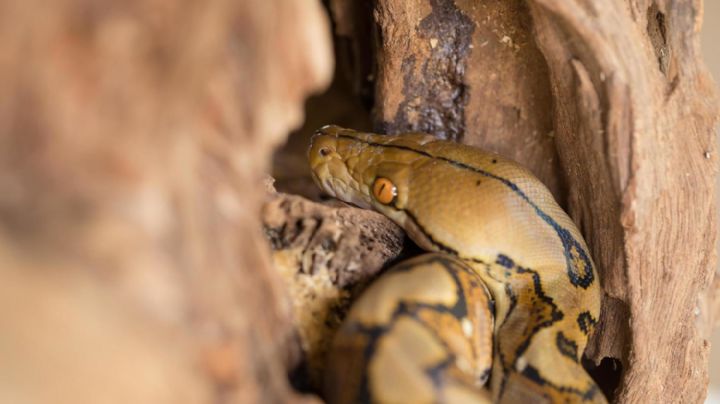 Presunta serpiente de más de dos metros devora gallinas en Citilcum, Yucatán