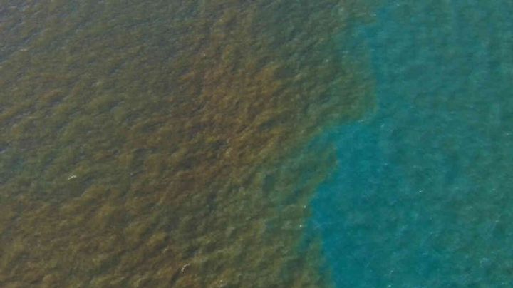 Marea roja en la costa de Yucatán, ¿representa peligro? Esto es lo que debes saber