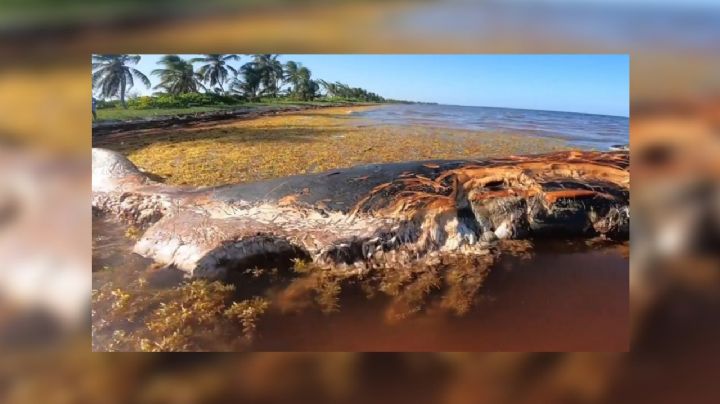 Hallan ballena muerta recalada en playas de Mahahual, Quintana Roo