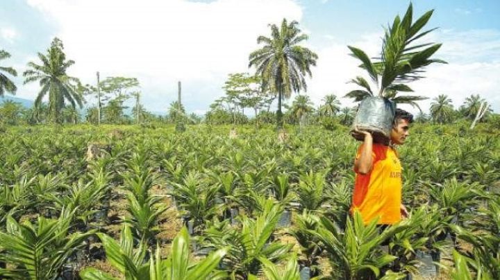 Cultivo de palma de aceite causa deforestación en Campeche: Investigadora de la UAC