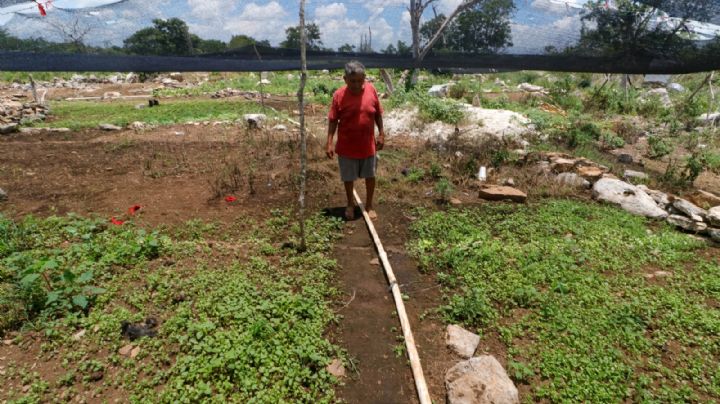 Centro de Investigación de Yucatán desarrolla fertilizante para reducir el impacto ambiental