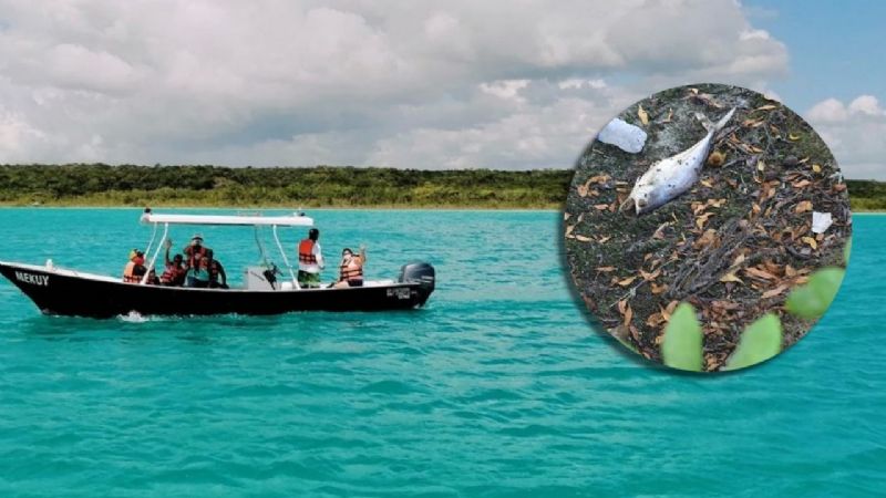 Pesticidas contaminan la Laguna de Bacalar y la Bahía de Chetumal: Estudio