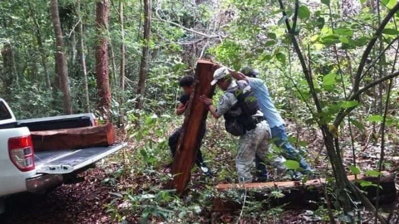Guardia Nacional decomisa más de mil metros cúbicos de madera en Calakmul, Campeche