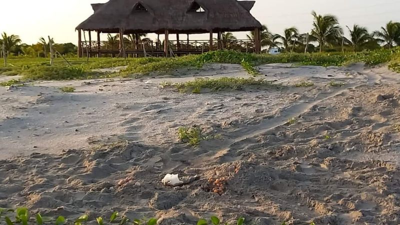 Continúan apareciendo tortugas muertas en Campeche