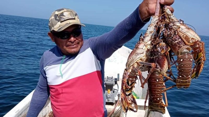 Captura de langosta en Yucatán, amenazada por 300 embarcaciones pirata