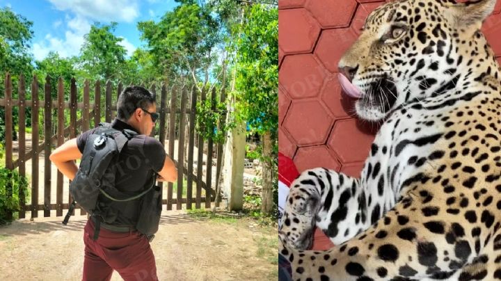 Hallan un jaguar y una leona durante un cateo a una vivienda en Cozumel