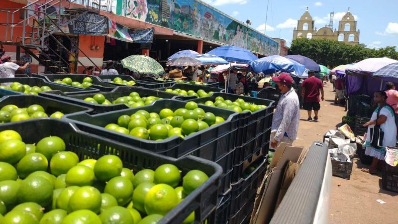 'Oro verde' de Yucatán registra aumento en su precio en Oxkutzcab y Dzan