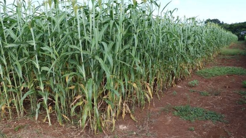 Turbonada afecta cultivos de maíz en Escárcega, Campeche