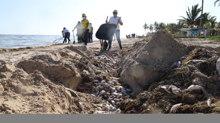 Estas son las playas de Yucatán más afectadas por la marea roja