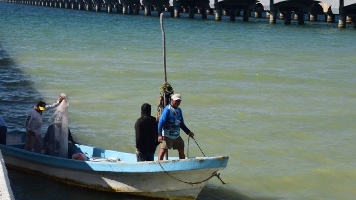 Pescadores de Progreso buscan alternativas en captura de otras especies por la marea roja