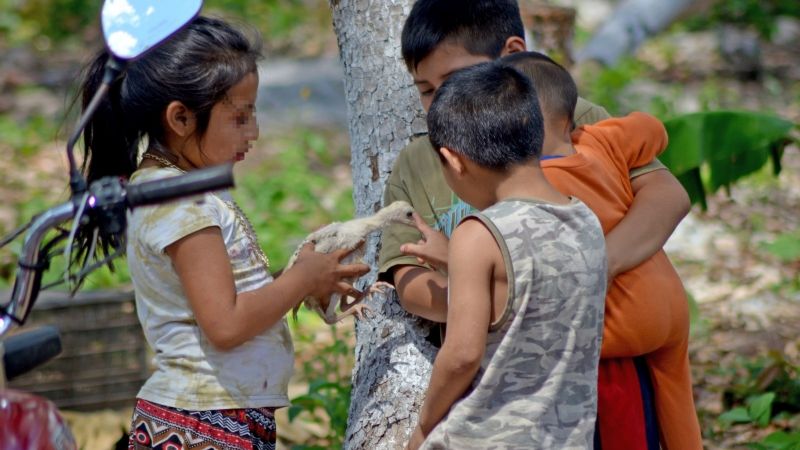Cuatro de cada 15 niños de la Península de Yucatán no viven un desarrollo adecuado: ENSANUT