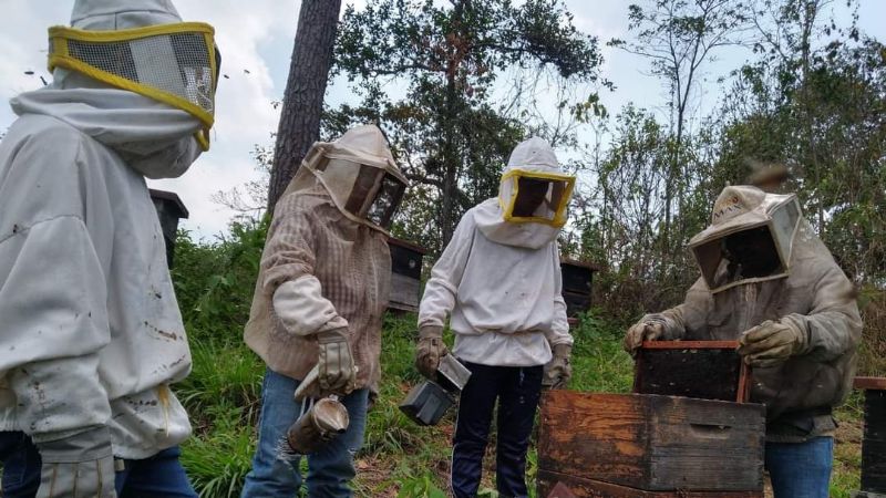 Abejas, en peligro de desaparecer por el uso de pesticidas al Oriente de Yucatán
