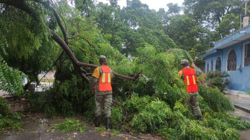Lluvias en Chetumal causan caída de árboles e inundaciones: EN VIVO